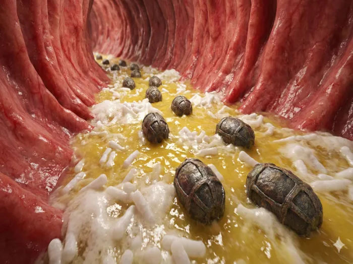 [인체 에너지 복원 리포트] 당신의 대장은 지금 '굶어 죽어가고' 있다 : 장세포의 유일한 산소호흡기 '낙산균'