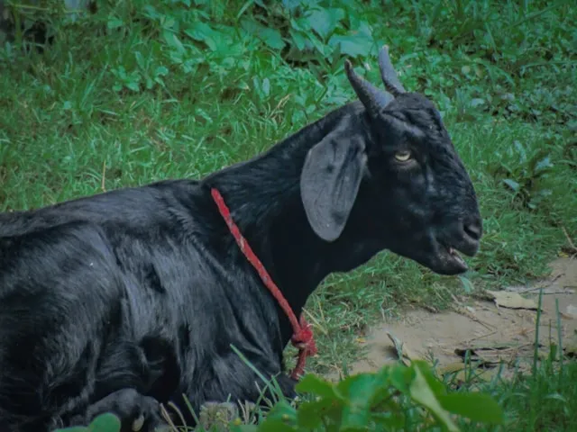 몸이 축 풀리는 날, 저는 흑염소 대신 이 진액 한 포를 꺼내요